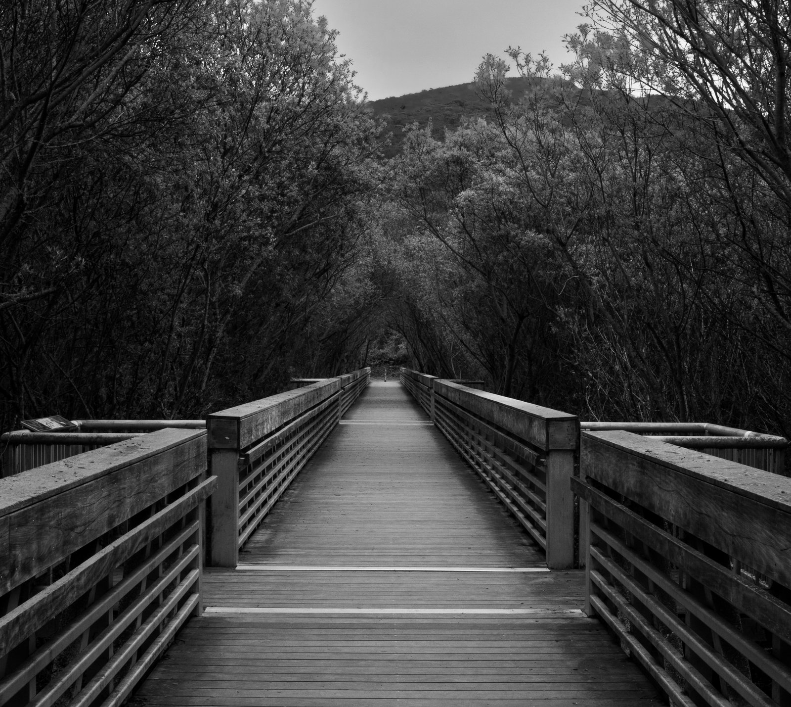Black and white photo of a wooden boardwalk leading through trees toward a hill