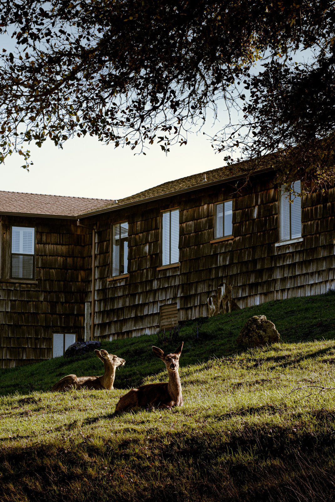 Deer resting on a grassy hillside beside a shingled cabin