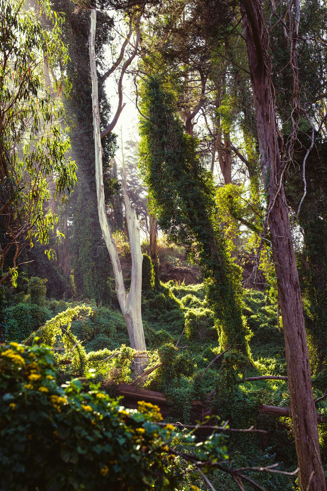 Sunlit eucalyptus forest overgrown with ivy