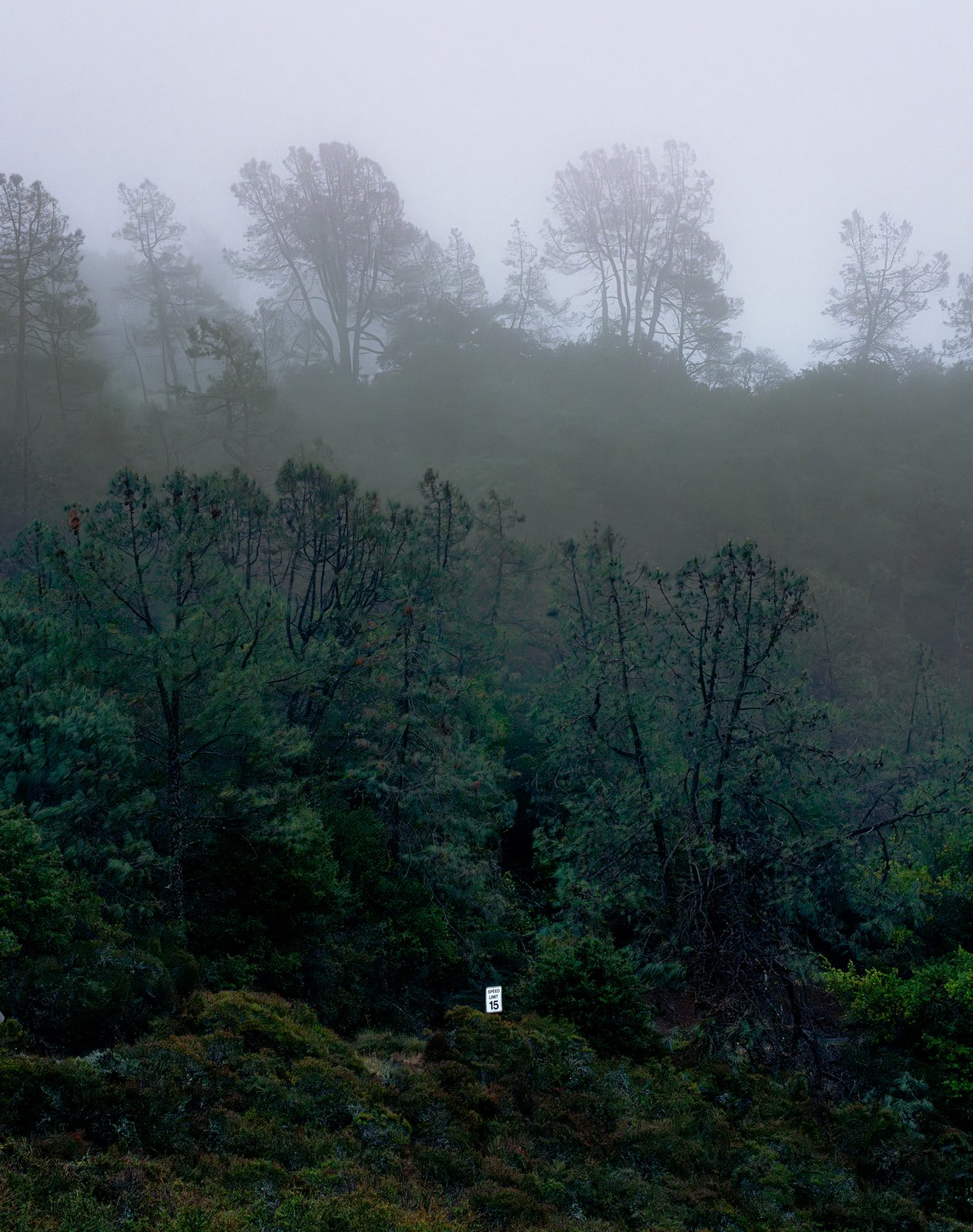 A speed limit sign nearly swallowed by a foggy forest hillside