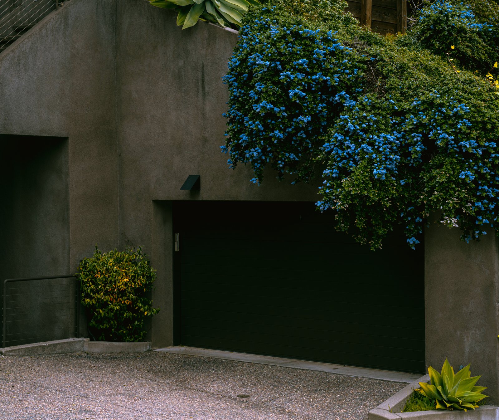 A garage door beside a wall covered in bright blue flowering vine