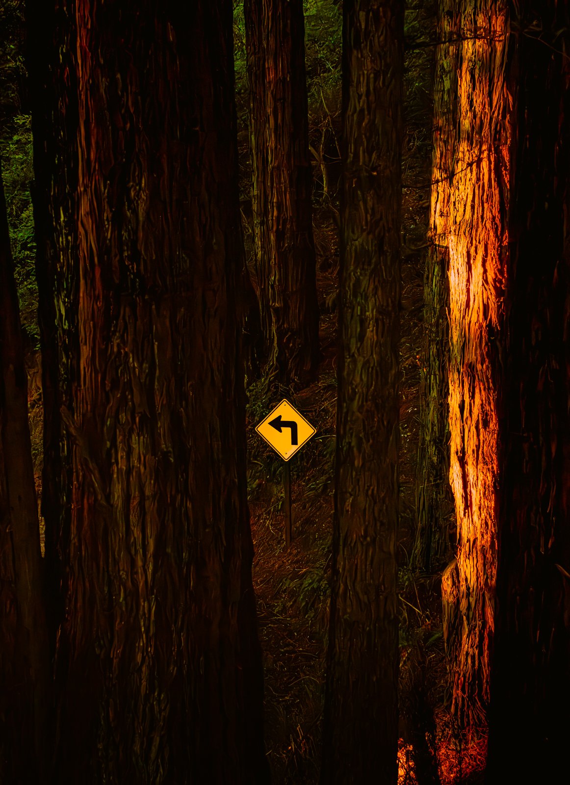 A curve road sign glowing in a redwood forest at golden hour