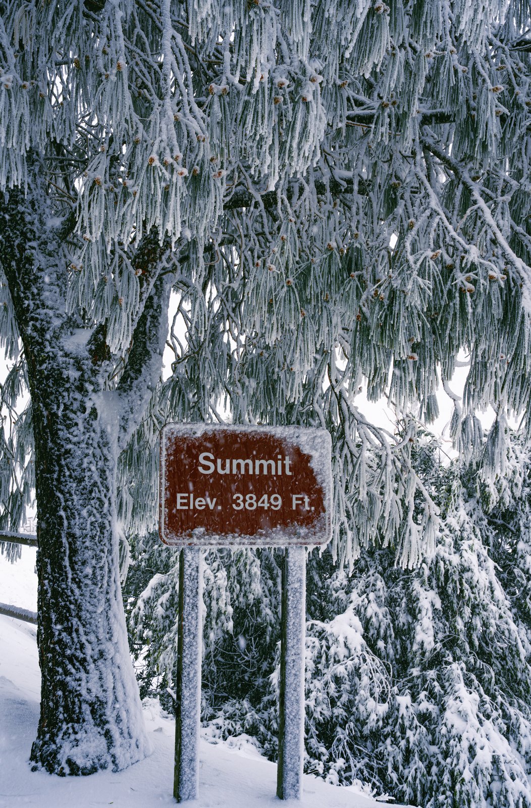 A snow-covered Summit elevation sign beneath frosted tree branches