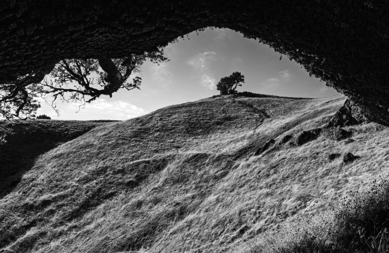 Black and white photo of East Bay grass hills framed by an oak branch