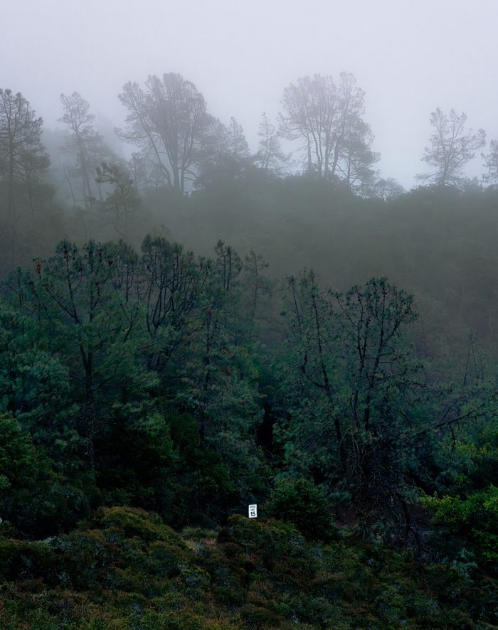 A speed limit sign nearly swallowed by a foggy forest hillside