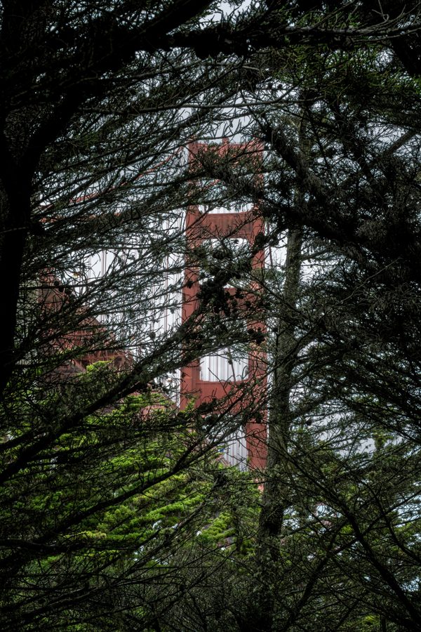 Golden Gate Bridge tower seen through pine branches