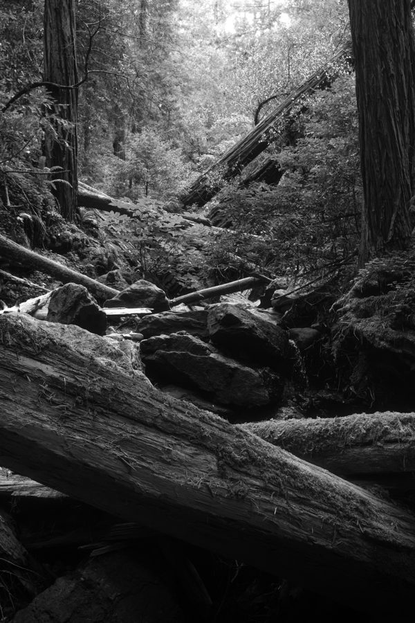 Black and white photo of a fallen redwood forest